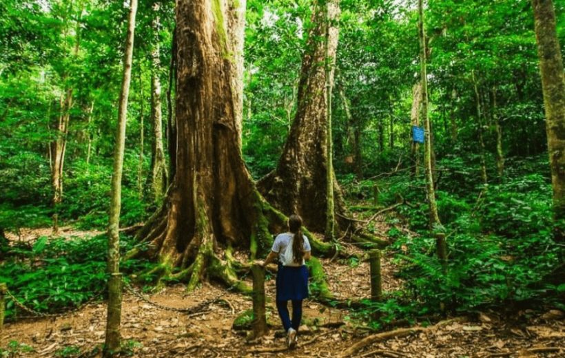 Cuc Phuong National Park Day Tour