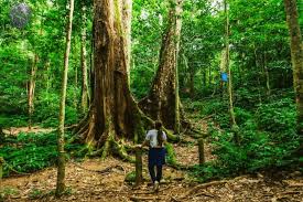 Cuc Phuong National Park Day Tour